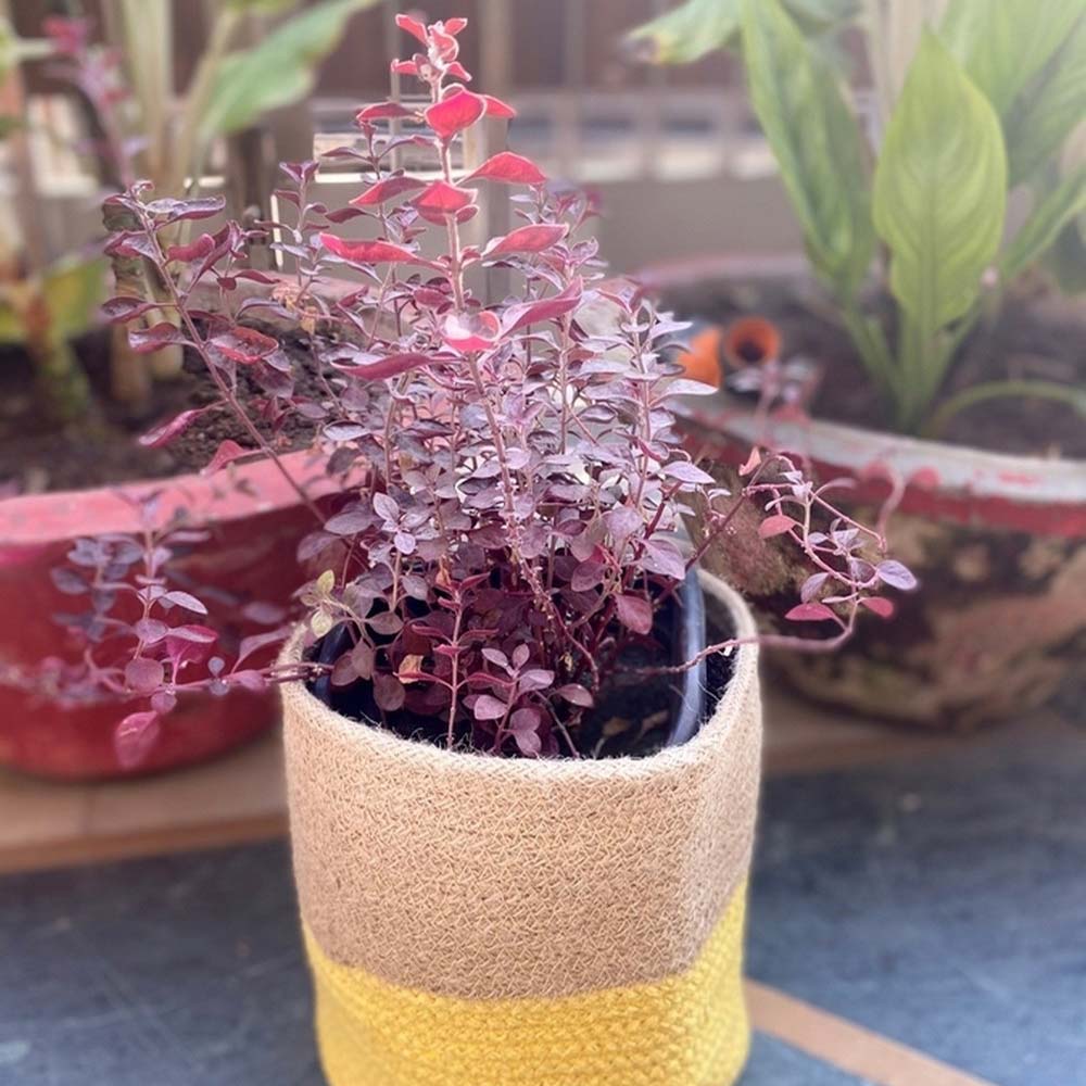 Storage Basket , (i107_10_1), Storage Basket With Beige & Yellow Color, Storage Basket - IM11029