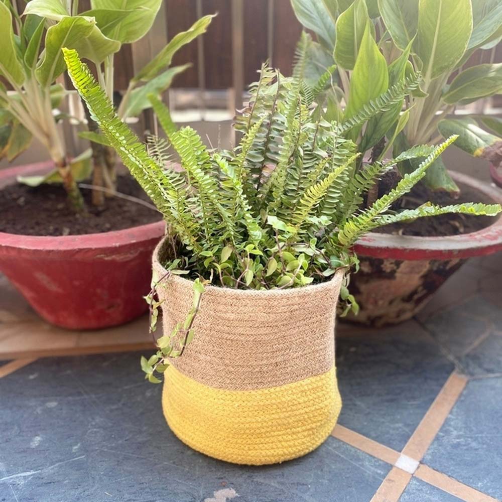 Storage Basket , (i107_8_1), Storage Basket With Beige & Yellow Color, Storage Basket - IM11030