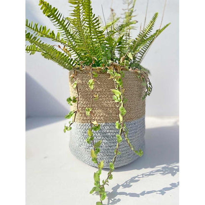 Storage Basket , (i163_10_1), Storage Basket With Beige & Grey Color, Storage Basket  - EL11061