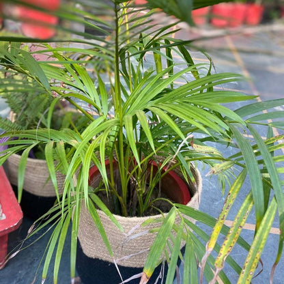 Storage Basket , (i74_8_1), Storage Basket With Beige & Black Color, Storage Basket  - IM11061