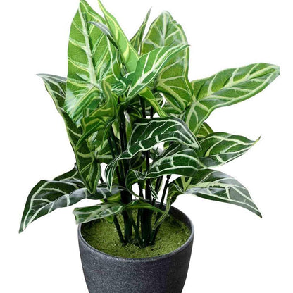 Table Decor (DE1934390-S-PM26503), Artificial Zebra Plant with Pot by Foliyaj, Table Decor - IM15582