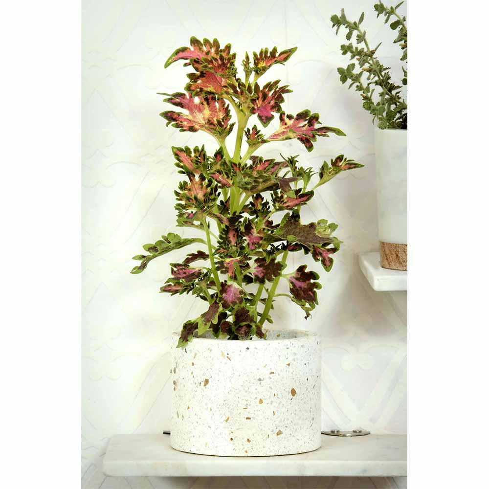 Table Accessory(MPL0030), Small Cylindrical Terrazzo Planter, Planter - IM16040