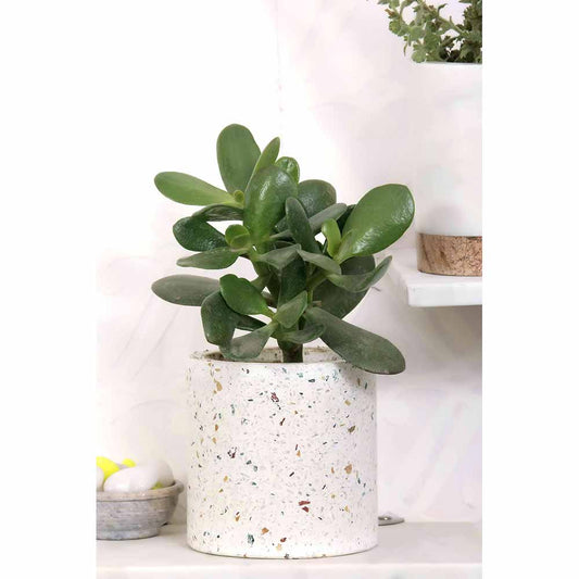 Planter, MPL0031 (Worldone), Big Cylindrical Terrazzo Planter, Planter - IM16041