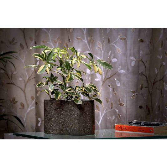 Planter, MPL0066 (Worldone), Dark Grey Ovallong Terrazzo Planter, Planter - IM16050