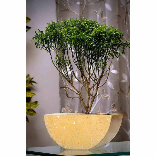 Planter, MPL0058 (Worldone), Yellow Semi-circle Terrazzo Planter, Planter - IM16052