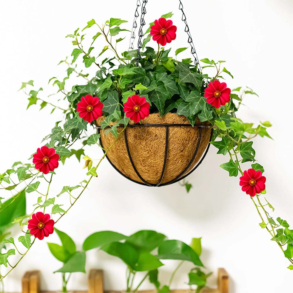 Hanging Plant (COIRGARDEN) � Coir Hanging Basket/Planter � 6 Inch-Pack of 2, hanging plant - VT 2269