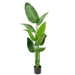 Planters, (Dekorr) AGRT-026
SD2999WE5008SD, Artificial Planters, Home Decor Plants, Planters - VT2304